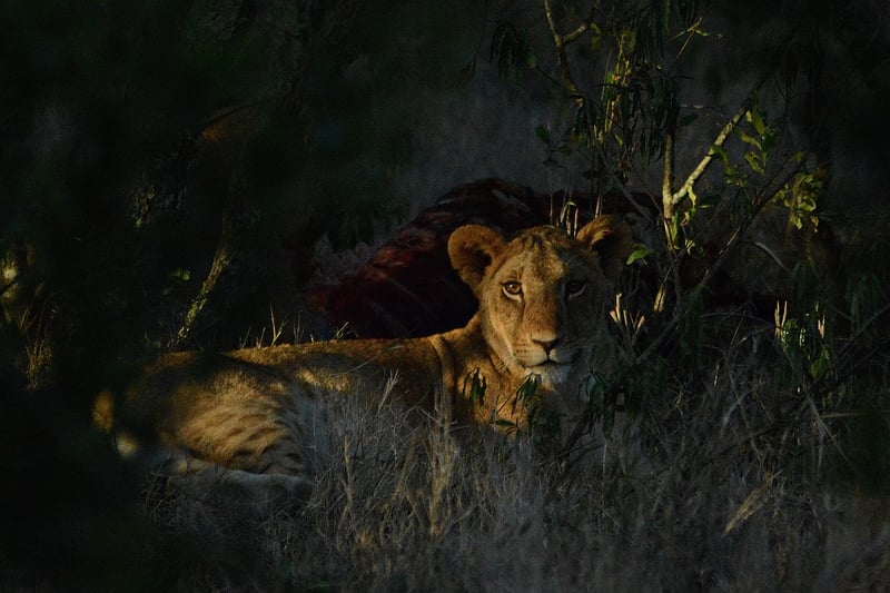 Lion in the Savannah